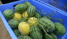 qq网红群吃瓜,一场吃瓜盛宴背后的网络生态